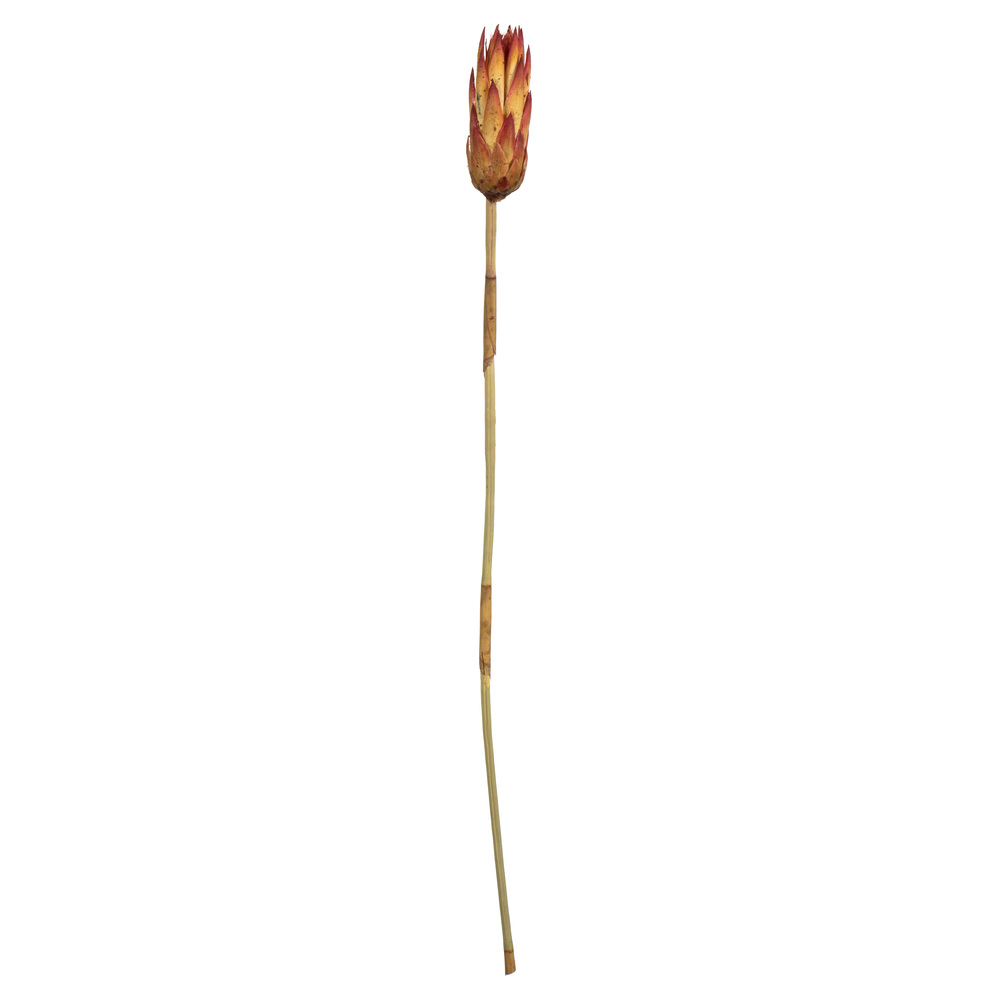 H1rrs475 18-24 In. Natural Red Repens On Reed Reed Stems - Pack Of 10
