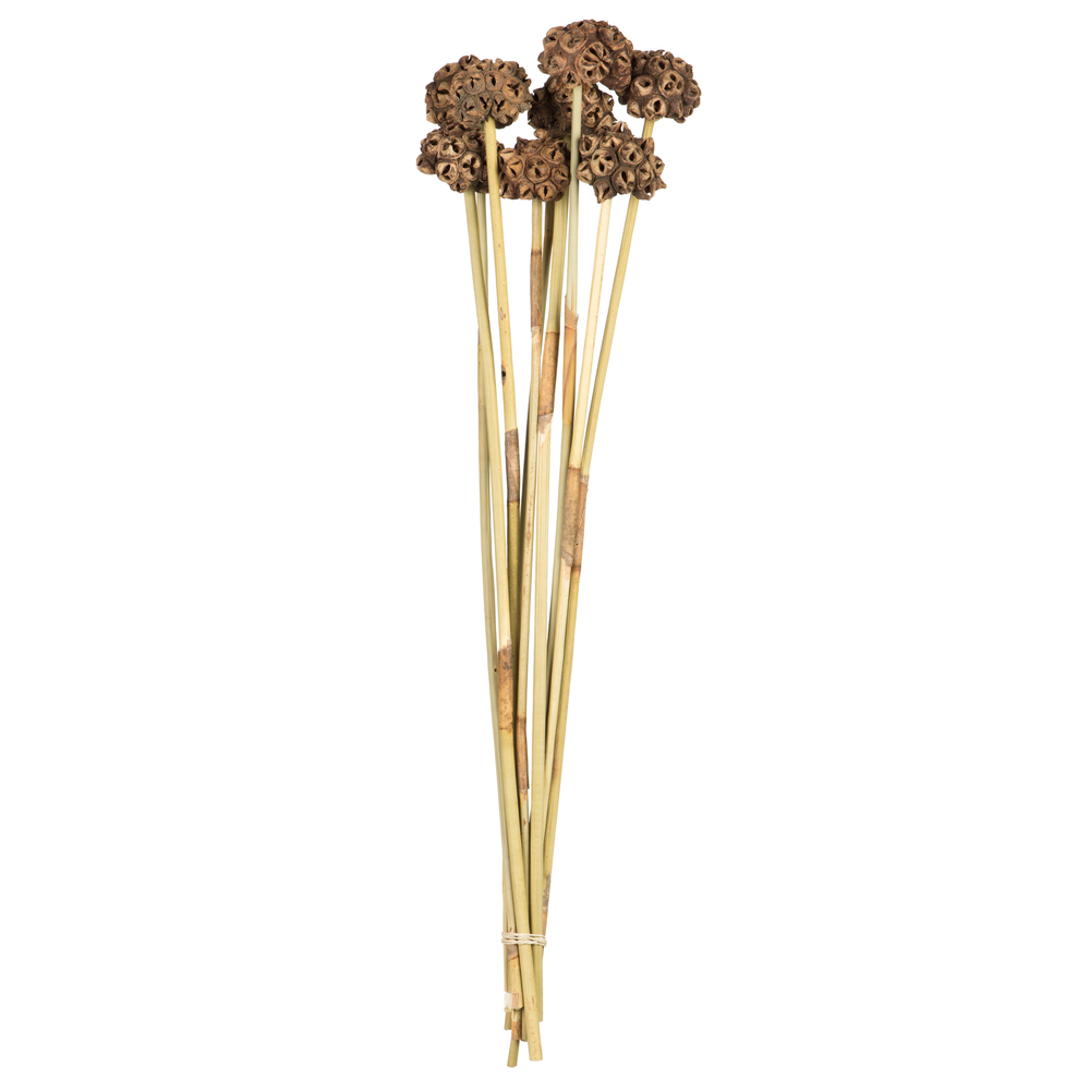 H1spk222 18-24 In. Natural Spider Knobs On Reed Reed Stems - Pack Of 9