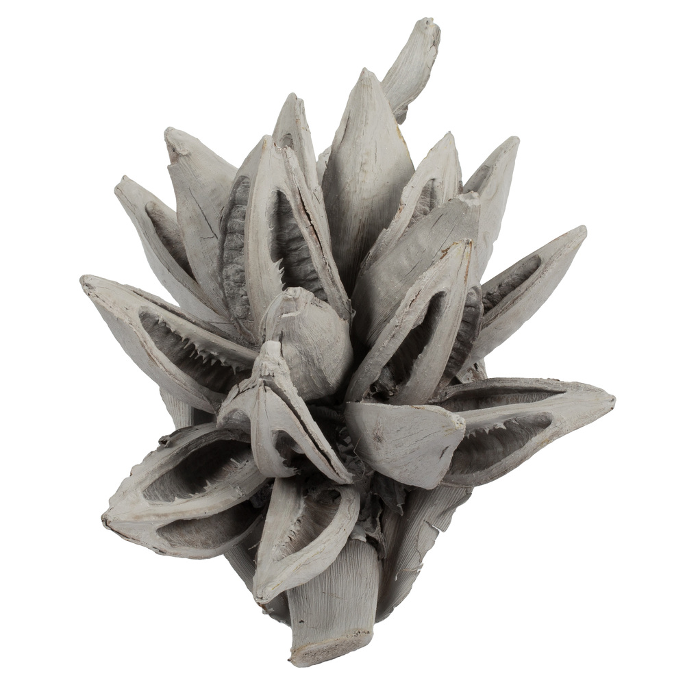 6-11 in. Grey Wash Star Pod