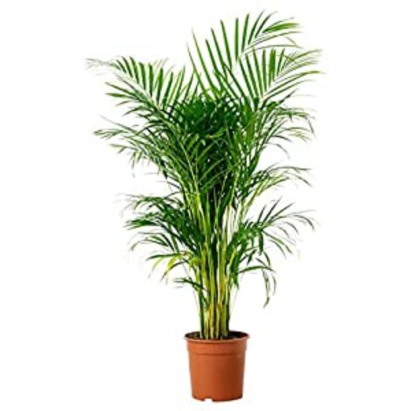 FM238560 60 in. Areca Palm Plant, Green