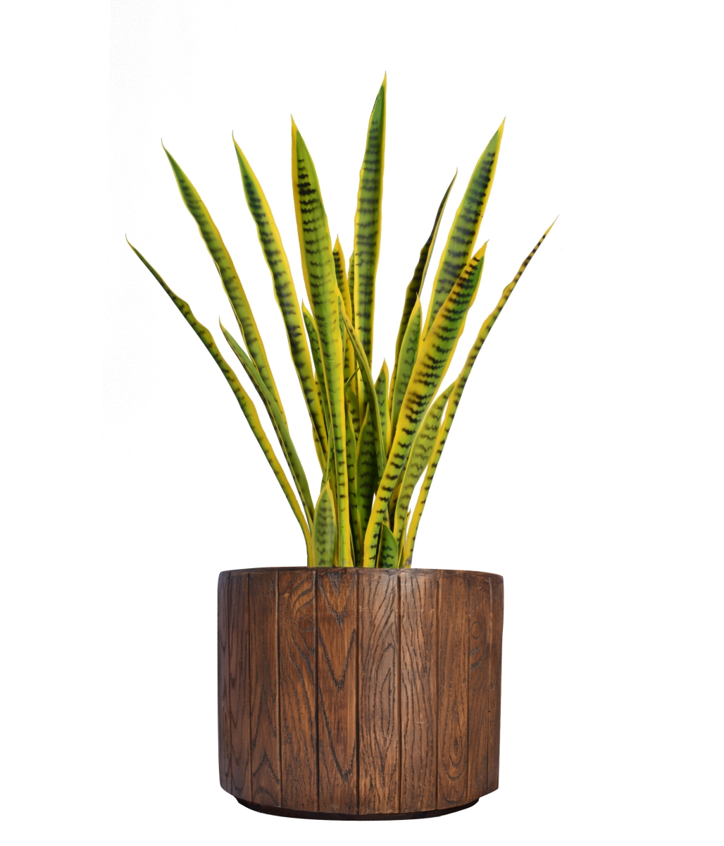 Vhx121202 40 In. Tall Snake Plant In Planter