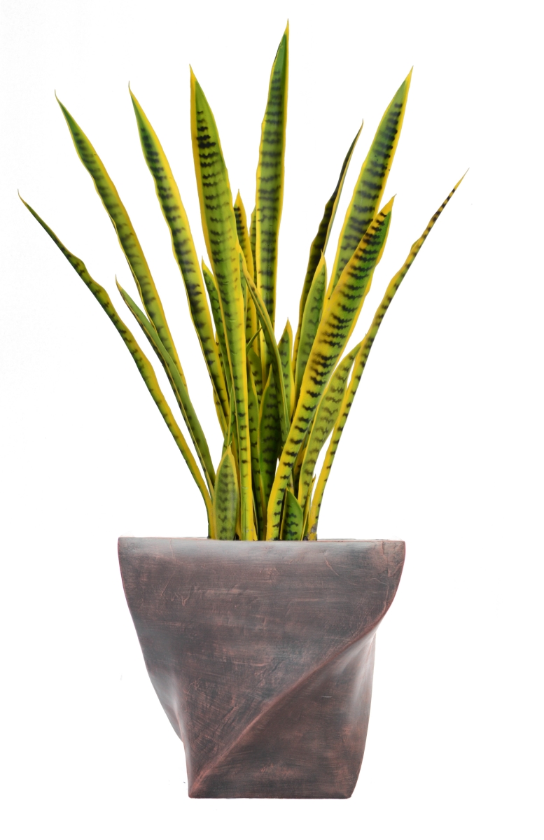 Vhx121203 45 In. Tall Snake Plant In Planter