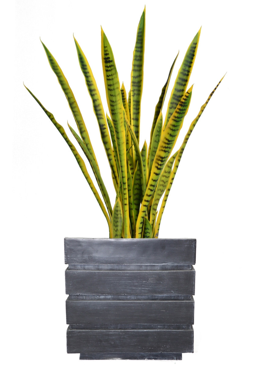 Vhx121204 41 In. Tall Snake Plant In Planter