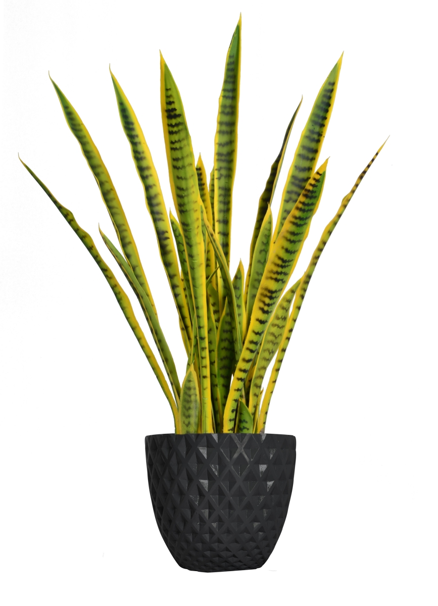 Vhx121205 41 In. Tall Snake Plant In Planter