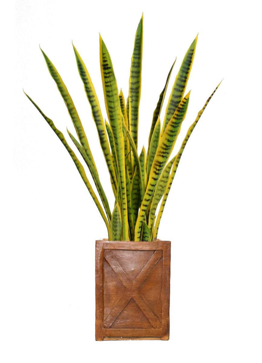 Vhx121207 44 In. Tall Snake Plant In Planter