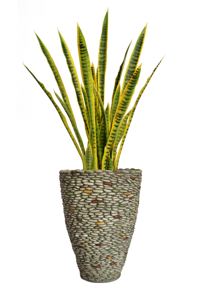 Vhx121209 49 In. Tall Snake Plant In Planter