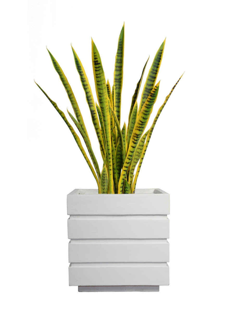 Vhx121211 41 In. Tall Snake Plant In Planter