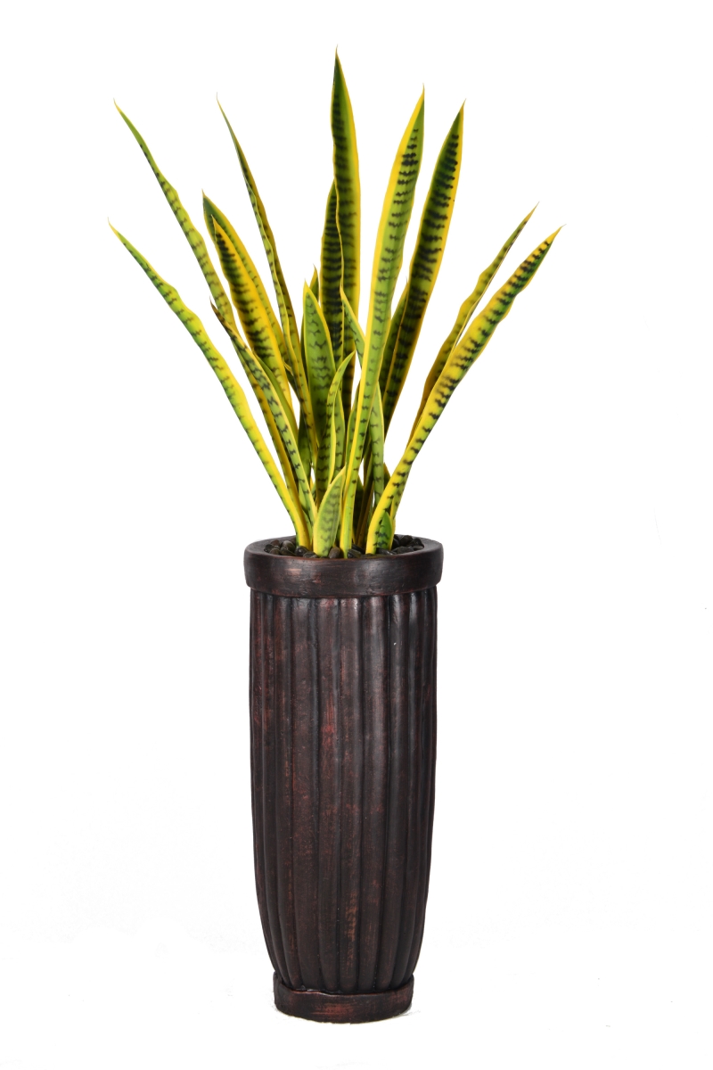 Vhx121214 56 In. Tall Snake Plant In Planter