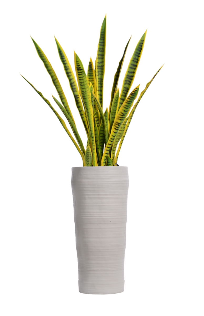 Vhx121218 56 In. Tall Snake Plant In Planter