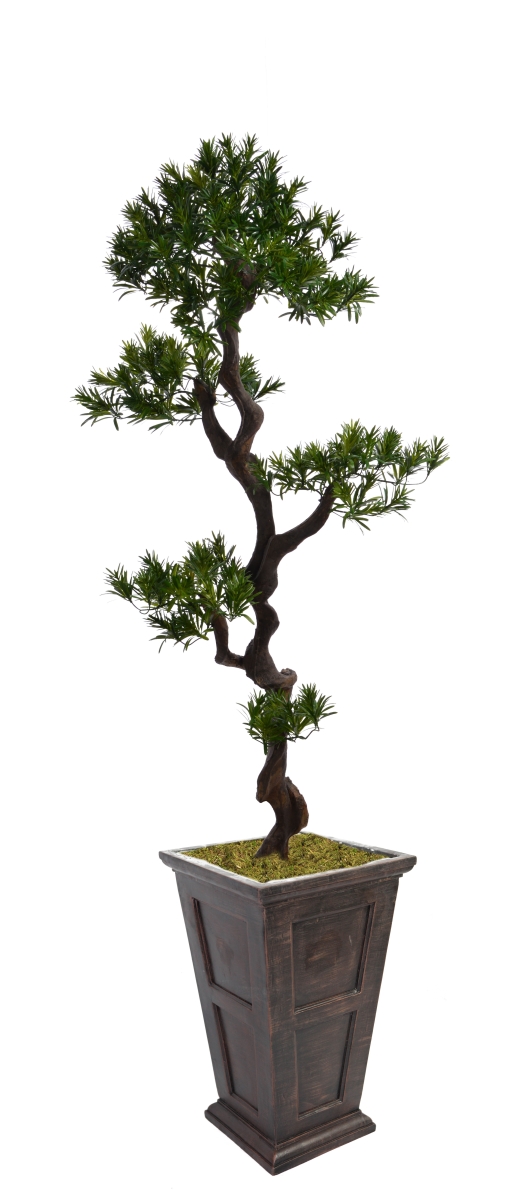 Vhx122201 67 In. Tall Yacca Tree In Planter