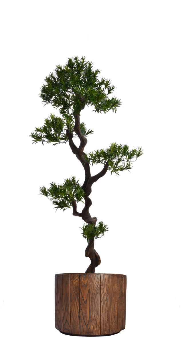 Vhx122202 53 In. Tall Yacca Tree In Planter