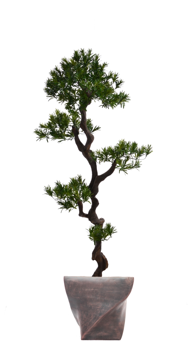 Vhx122203 58 In. Tall Yacca Tree In Planter