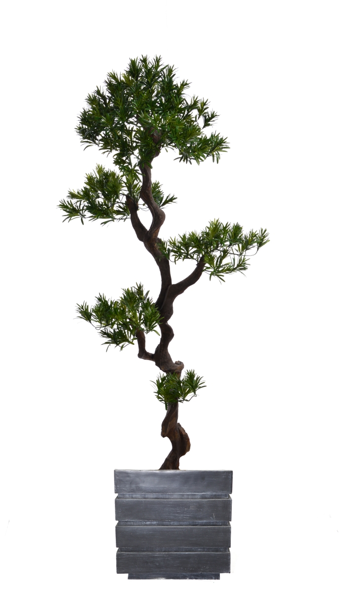 Vhx122204 54 In. Tall Yacca Tree In Planter