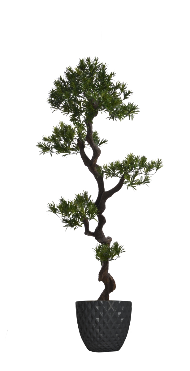 Vhx122205 54 In. Tall Yacca Tree In Planter