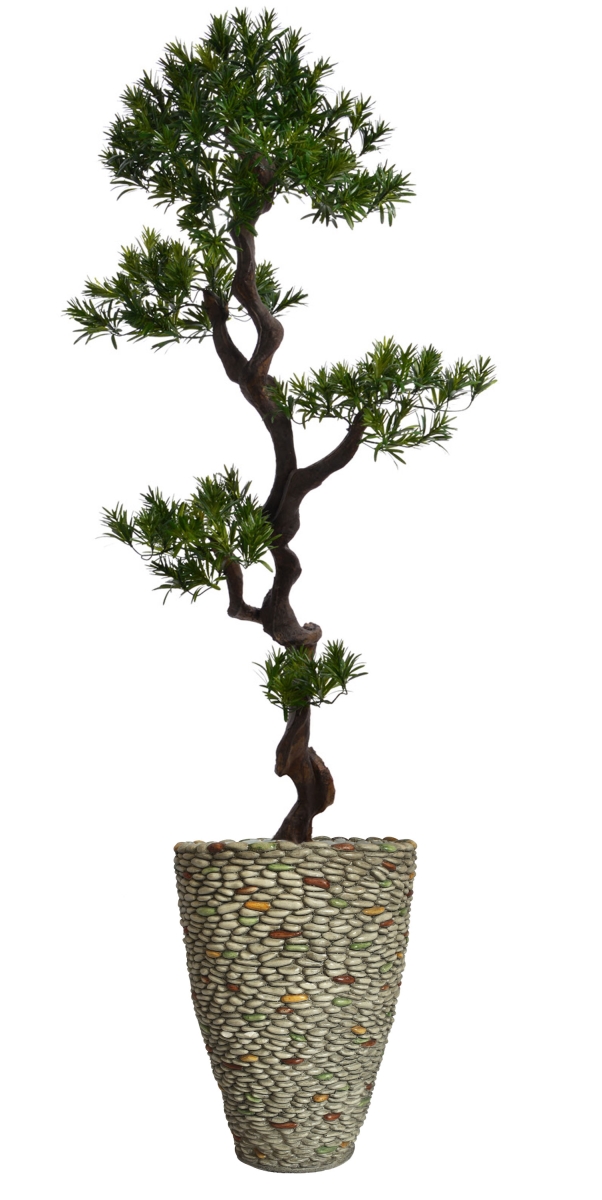 Vhx122209 62 In. Tall Yacca Tree In Planter