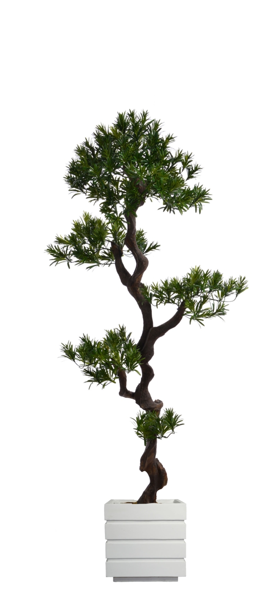 Vhx122211 54 In. Tall Yacca Tree In Planter