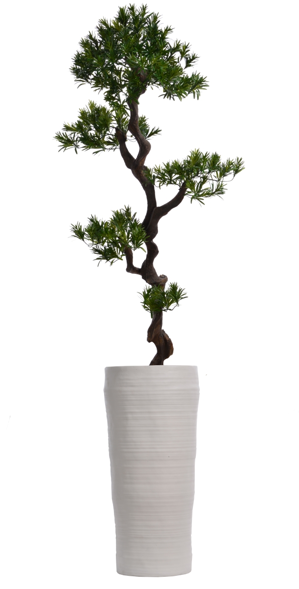 Vhx122218 69 In. Tall Yacca Tree In Planter