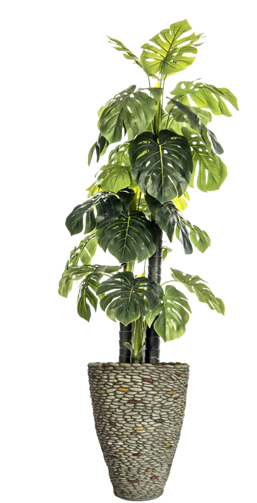 Vhx126209 85.5 In. Tall Indoor & Outdoor Monstera Ceriman In Fiberstone Pot