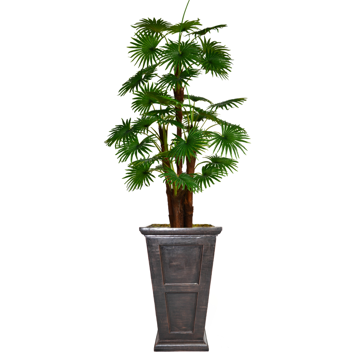 Vhx129201 84.8 In. Tall Fan Palm Tree, Burlap Kit & Fiberstone Planter