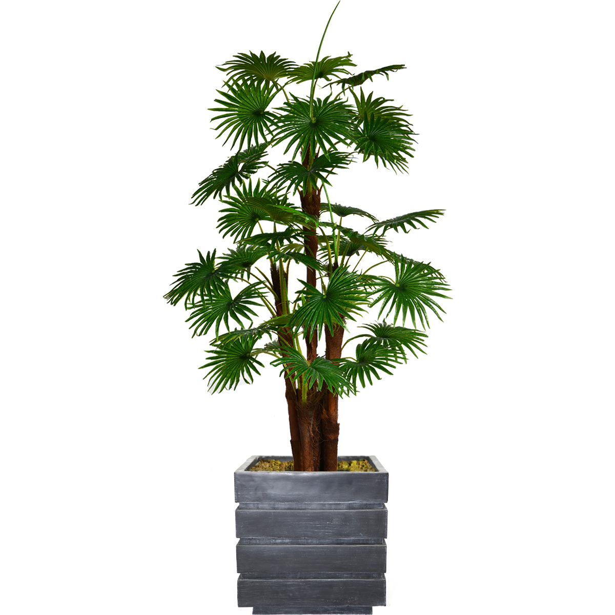 Vhx129204 72 In. Tall Fan Palm Tree, Burlap Kit & Fiberstone Planter