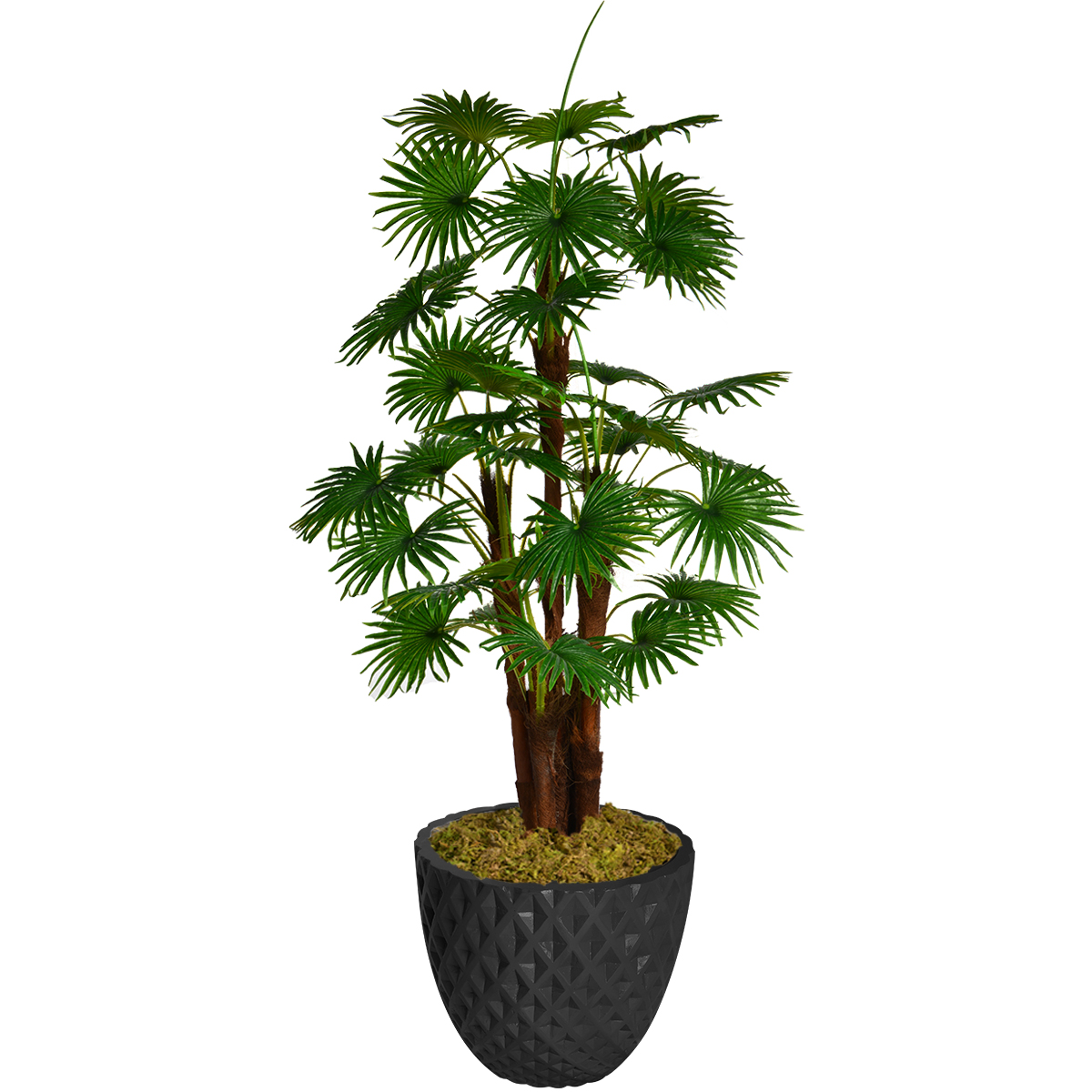 Vhx129205 71.6 In. Tall Fan Palm Tree, Burlap Kit & Fiberstone Planter