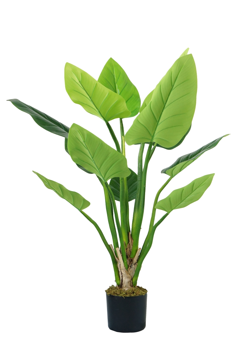 Vhx136 54 In. Philodendron Erubescens Green Emerald Plant With 12 Leaves In D8 Plastic Pot