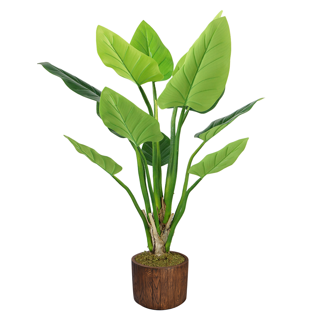 Vhx136202 53 In. Philodendron Erubescens Green Emerald Plant In Fiberstone Planter