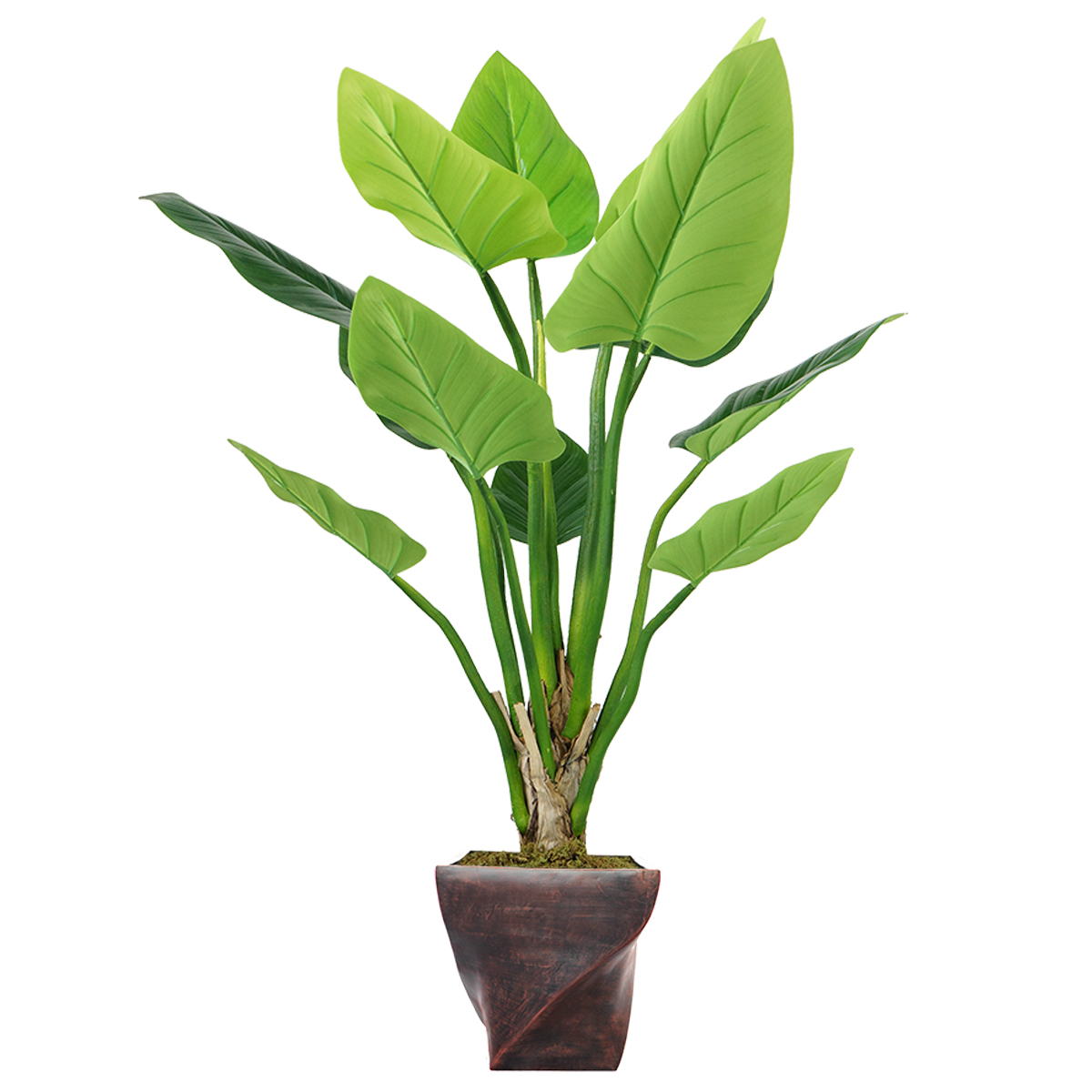 Vhx136203 61.5 In. Philodendron Erubescens Green Emerald Plant In Fiberstone Planter