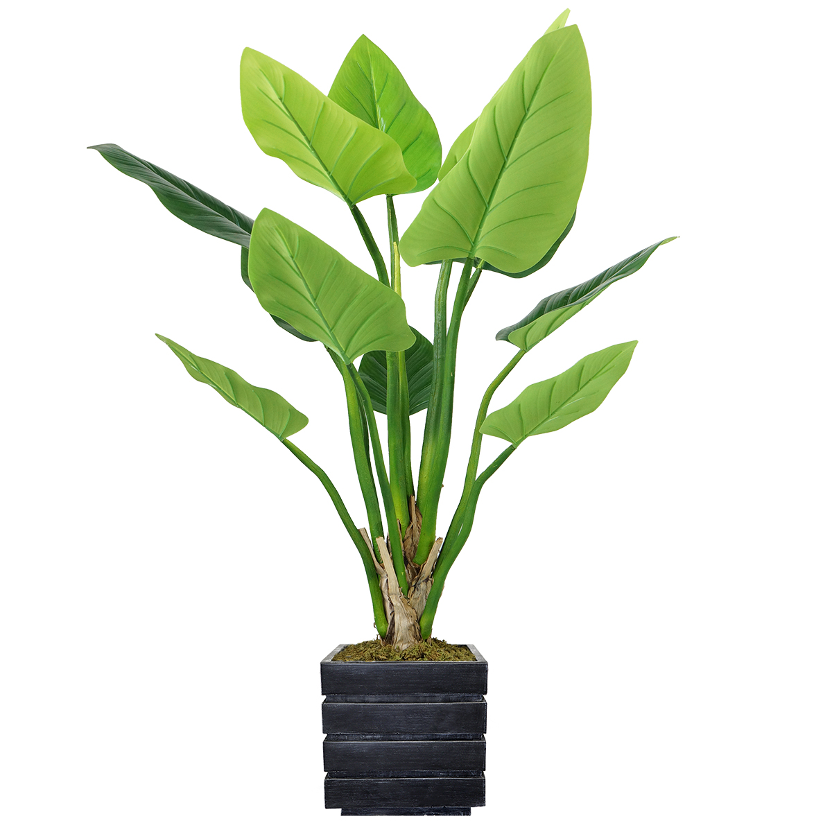 Vhx136204 51 In. Philodendron Erubescens Green Emerald Plant In Fiberstone Planter