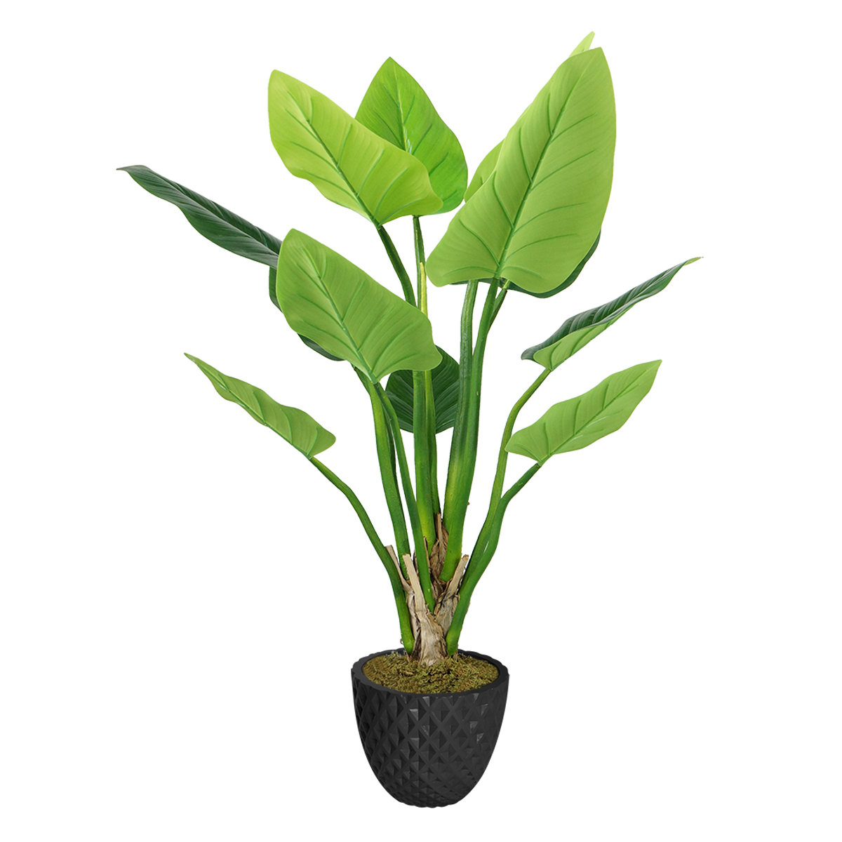 Vhx136205 33.6 In. Philodendron Erubescens Green Emerald Plant In Fiberstone Planter
