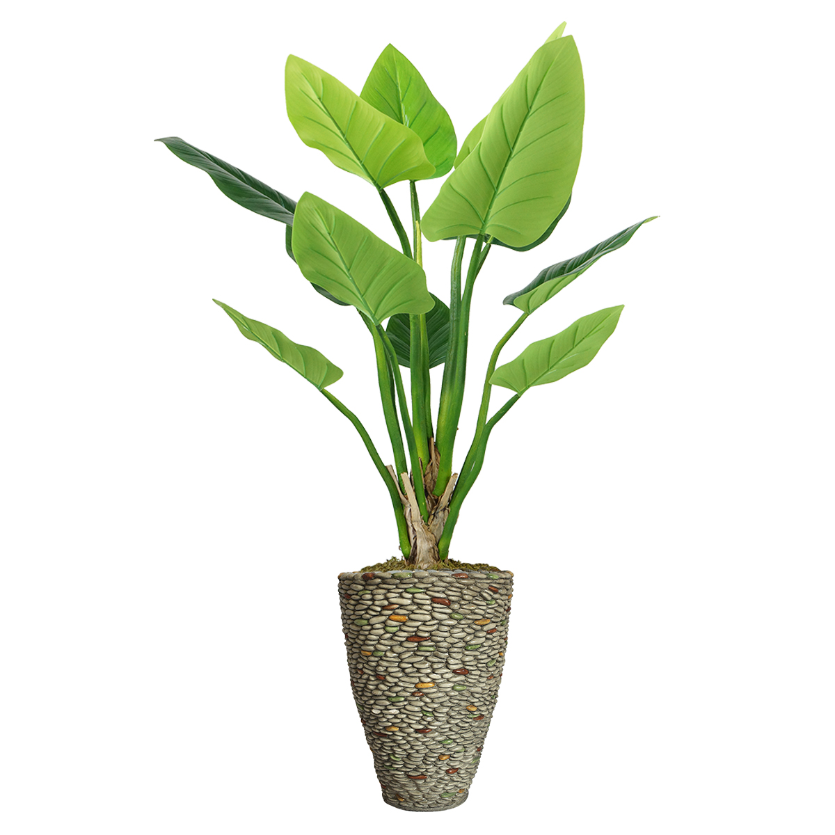 Vhx136209 85.5 In. Philodendron Erubescens Green Emerald Plant In Fiberstone Planter