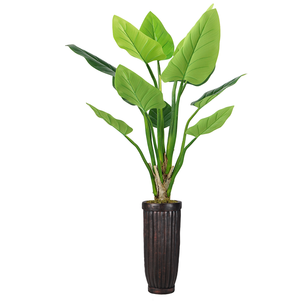 Vhx136214 69 In. Philodendron Erubescens Green Emerald Plant In Fiberstone Planter