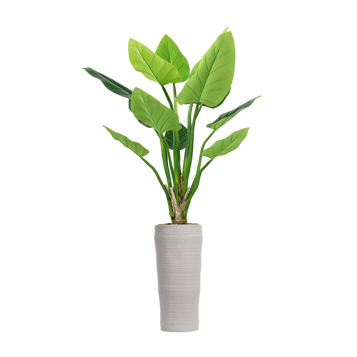 Vhx136218 54.5 In. Philodendron Erubescens Green Emerald Plant In Fiberstone Planter