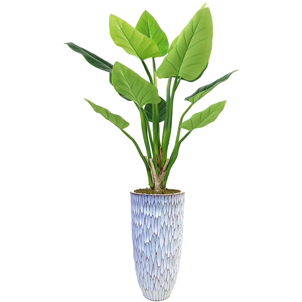 Vhx136219 51.5 In. Philodendron Erubescens Green Emerald Plant In Resin Planter