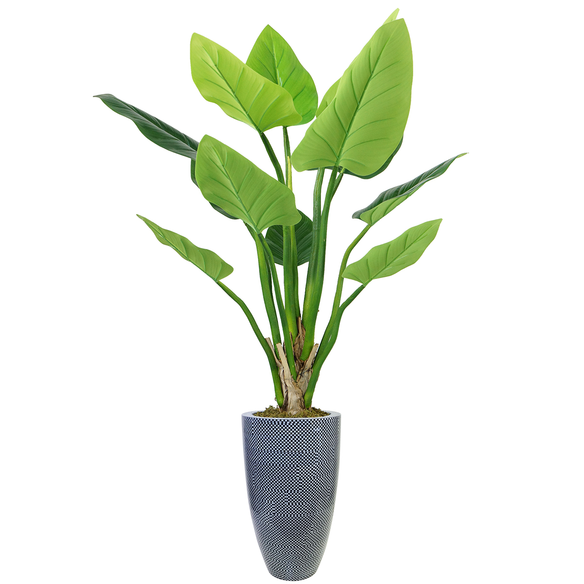 Vhx136223 65.5 In. Philodendron Erubescens Green Emerald Plant In Resin Planter