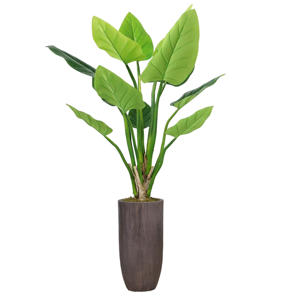 Vhx136224 62.25 In. Philodendron Erubescens Green Emerald Plant In Resin Planter