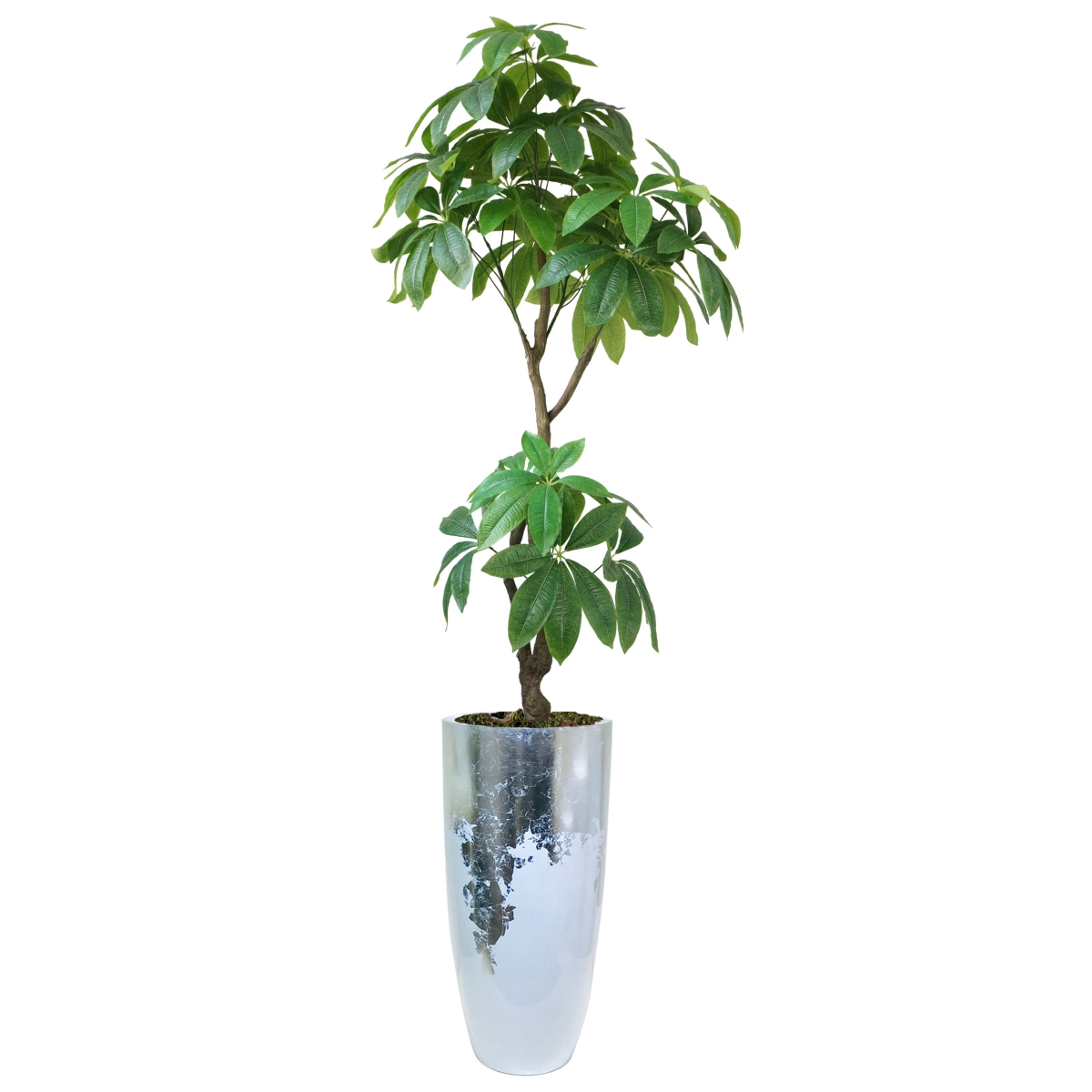Vhx142220 53.5 In. Indoor & Outdoor Real Touch Pachira Aquatica Plant In Silver Resin Planter