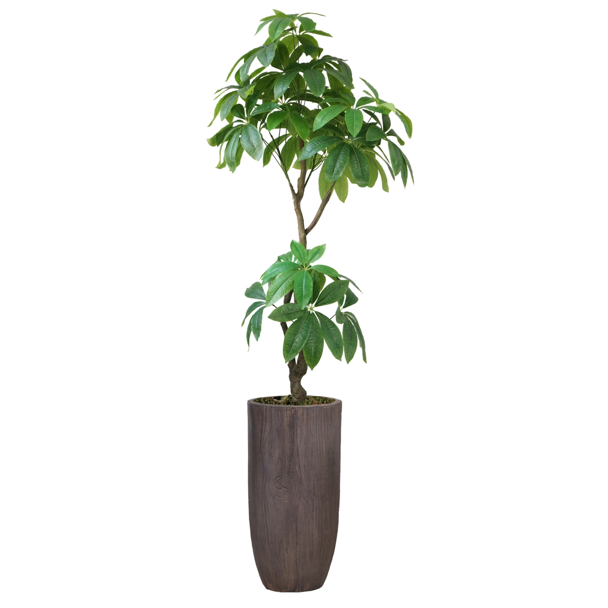 Vhx142224 46.25 In. Indoor & Outdoor Real Touch Pachira Aquatica Plant In Resin Planter