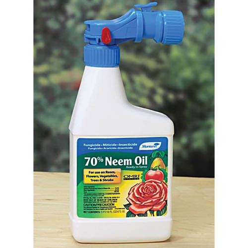 Lg6145 70 Percent Neem Oil Quart Rts - Pack Of 12