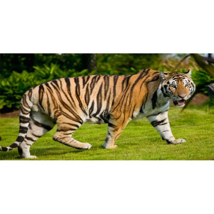 UPC 783935000016 product image for LPO945 Bengal Tiger No.2 Photo License Plate | upcitemdb.com