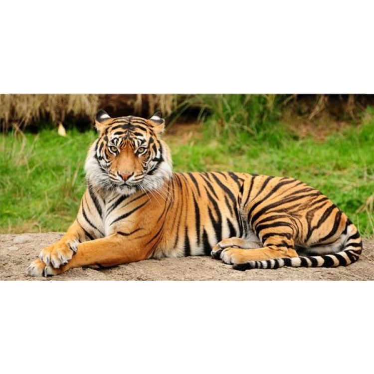 UPC 783935000047 product image for LPO944 Bengal Tiger Photo License Plate | upcitemdb.com