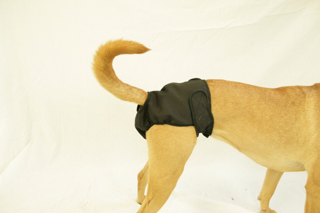 41112blk Washable Female Dog Diaper, Black - Medium