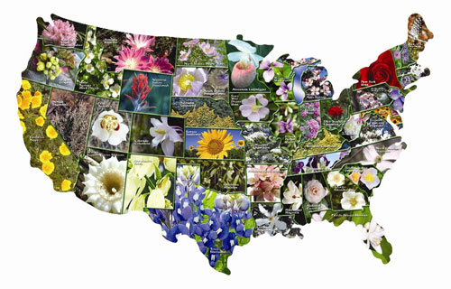 Tdcg007 Jpg 500 320 State Flowers Birds Pinterest Best Find This Pin And More On State Flowers Birds