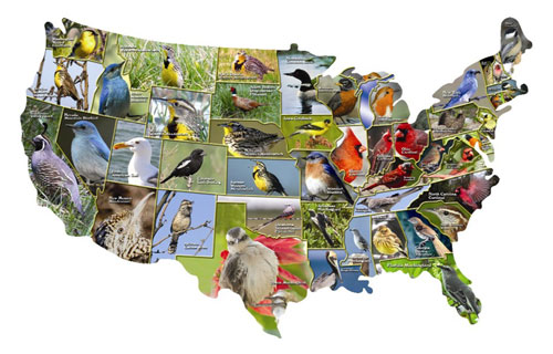 TDC Games 1778 USA State Birds 1000 Piece Puzzle