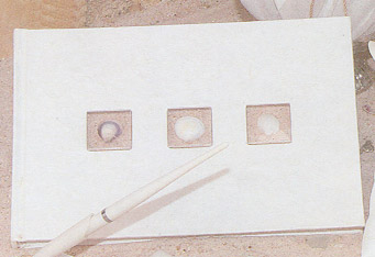 Beverly Clark WB07AI Sea Shell Collection Guest Book in Ivory