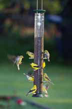 Droll Yankee 23 Inch Green New Generation Thistle Feeder