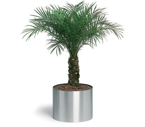 Blomus 66852 Stainless steel planter 15.8 inch66852