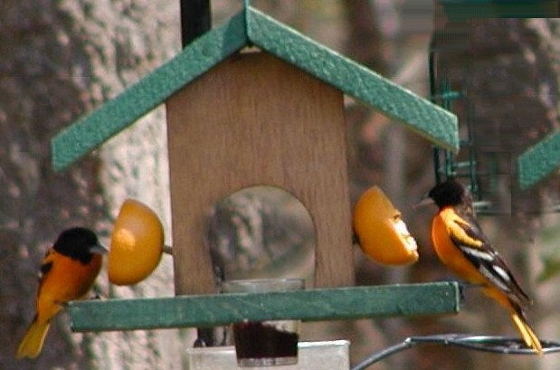 Looker Oriole Feeder - Bird/Special