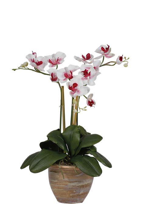 Nearly Natural 1038-I-WD Triple Mini Phalenopsis Silk Orchid Plant White Dubonet