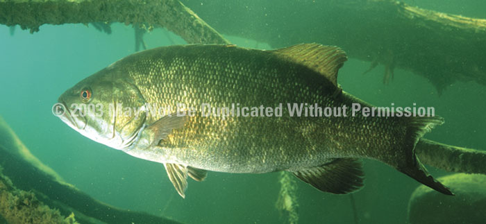 Fishing - ClearVue Graphics Window Graphic - 30x65 Lurking Bass FSH-001-30-65